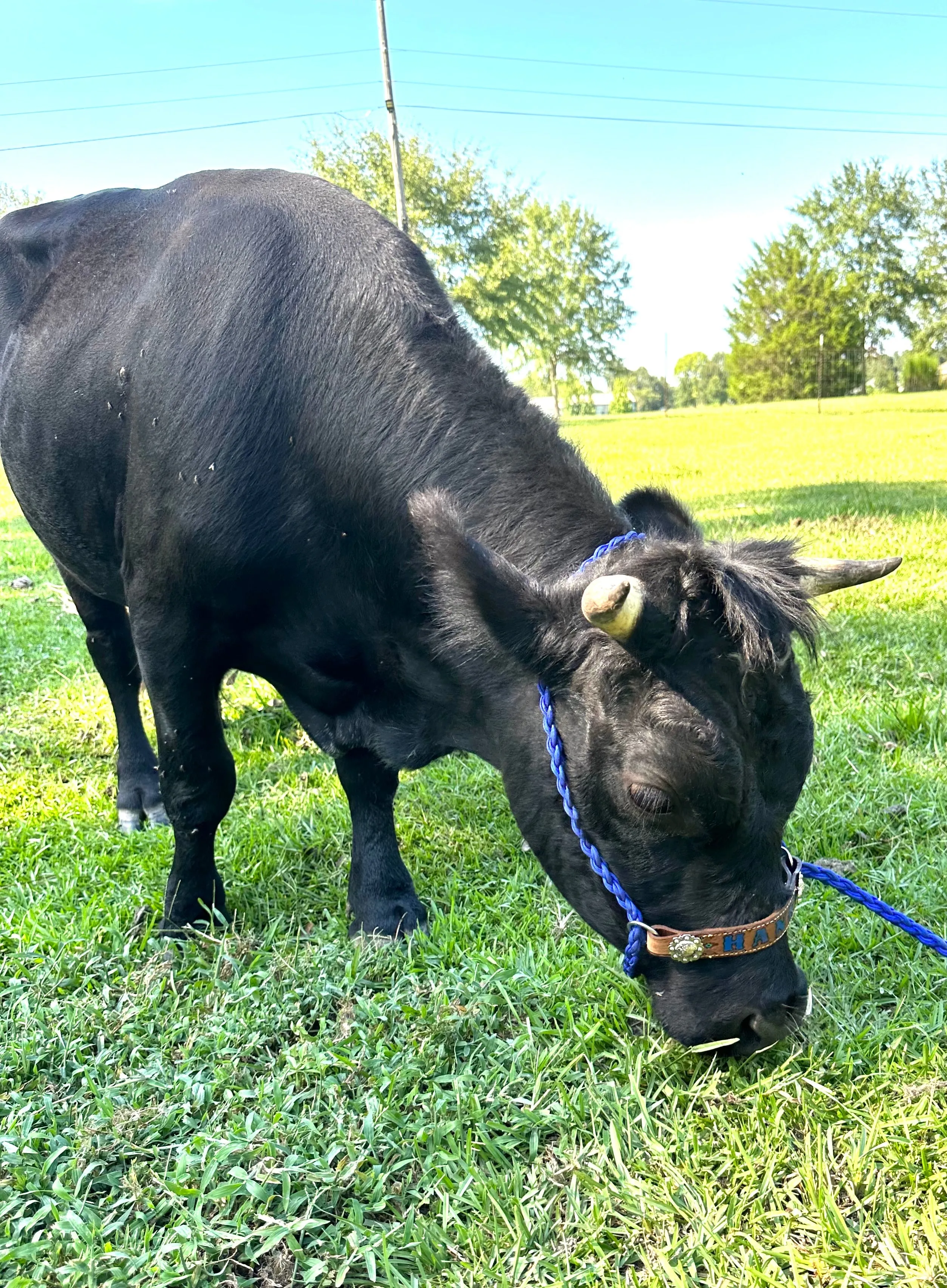 Personalized cow halter small mini cow or calf