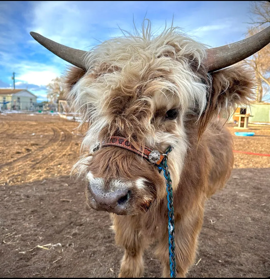 Personalized cow halter small mini cow or calf