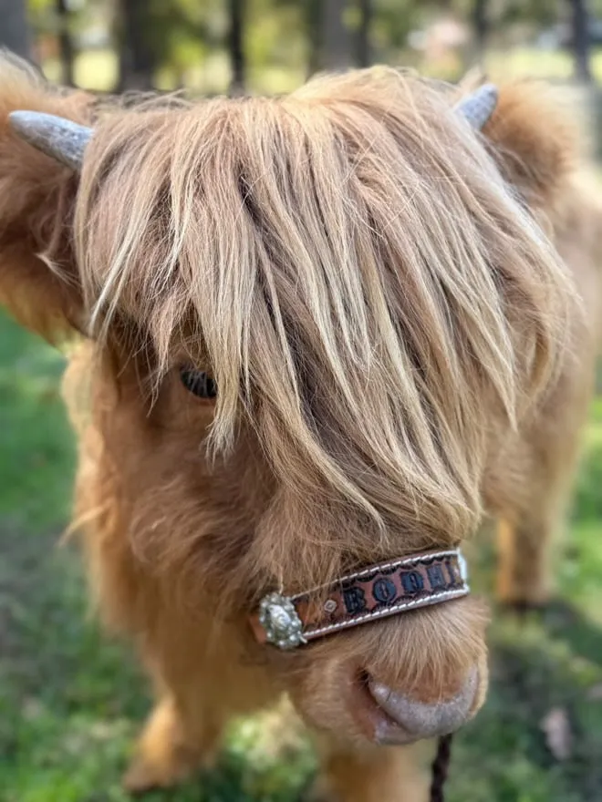 Personalized cow halter small mini cow or calf