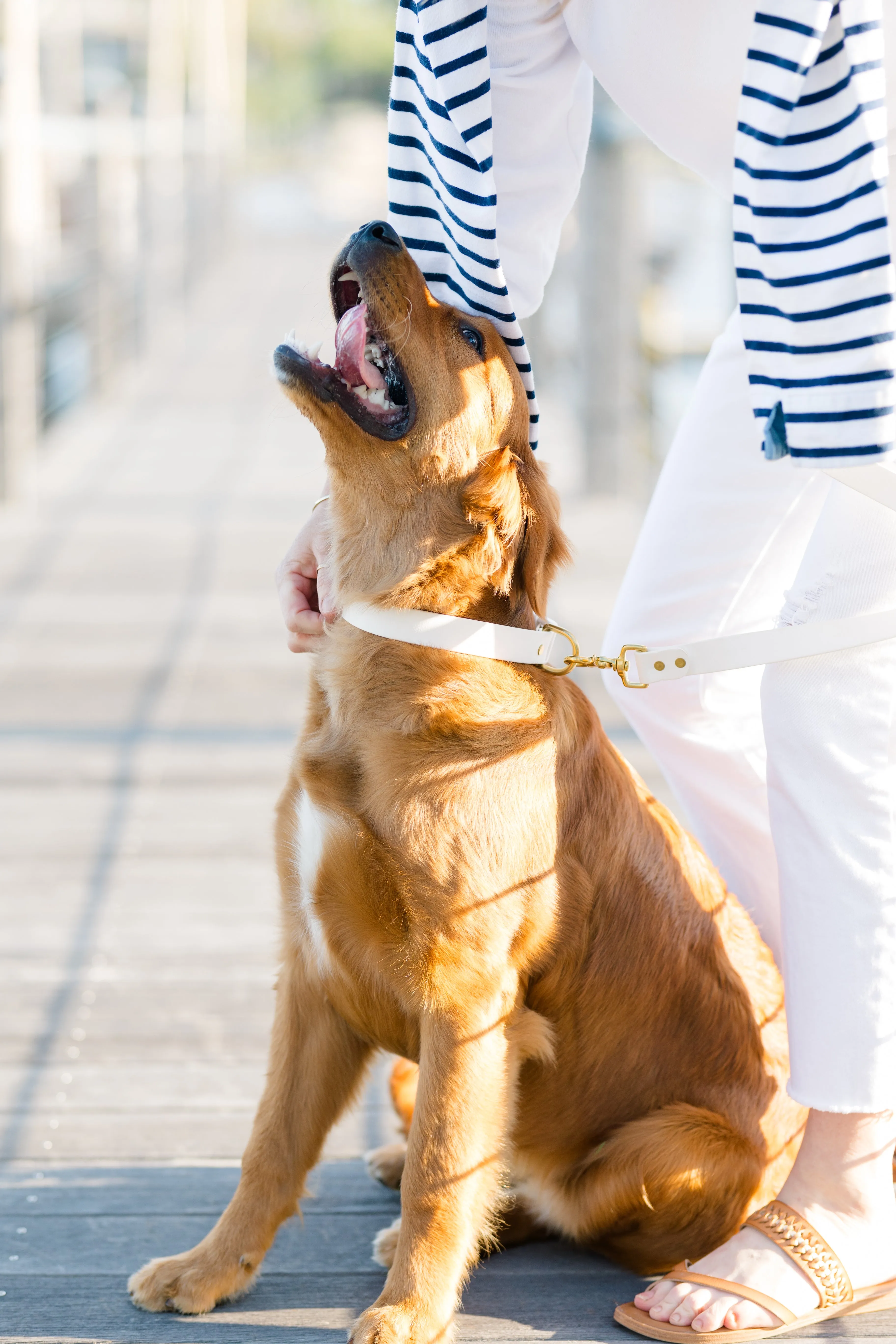 White Biothane Collar